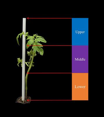 A real-time smart sensing system for automatic localization and recognition of vegetable plants for weed control